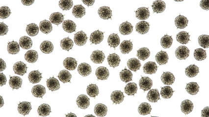 Microscopic View of Numerous Spherical Microorganism Cells microorganisms bacteria