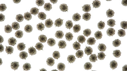 Microscopic View of Numerous Spherical Microorganism Cells microorganisms bacteria