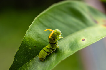 野生の虫タイプ
