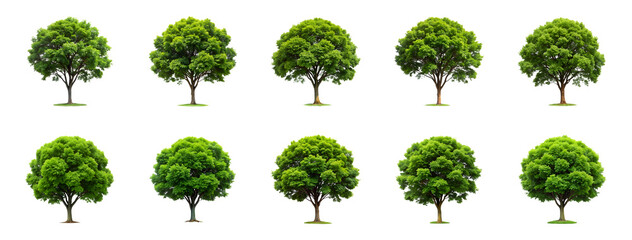 Collection of Tree isolated on transparent background