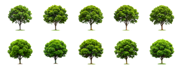 Collection of Tree isolated on transparent background