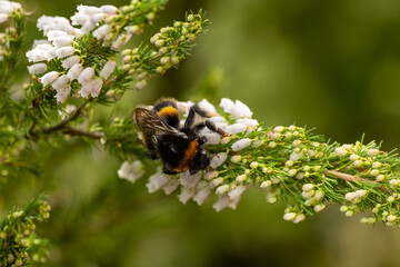 A bumblebee on white heather in autumn, with selective focus