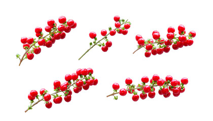 Bloodberry or Rivina humilis fruits isolated on white background