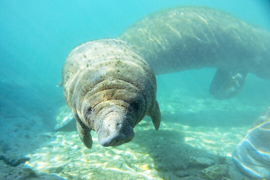 Florida manatees (Trichechus manatus latirostris) in Crystal River. Camera dipped from kayak while taking care not to disturb these protected mammals. Please follow all state/federal protection laws.