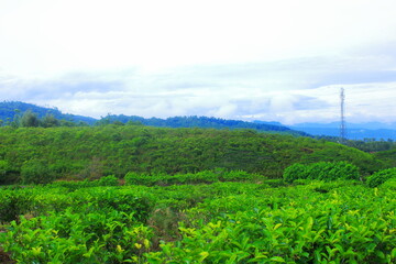 Fototapeta premium Lush Green Tea Plantation Field in Sunlight