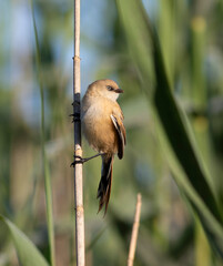 Bearded reedling, Panurus biarmicus. A young female sits on a dry reed stalk