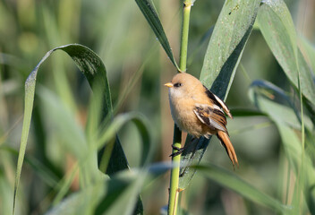 Bearded reedling, Panurus biarmicus. A young male sits in the reeds by the river