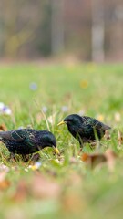 Two blackbirds foraging in a grassy field