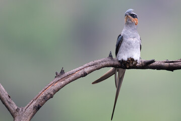 A stunning, high resolution crested Treeswift perched in profile on a dark, textured tree branch. The background is a beautifully soft, luminous wash of pale green.