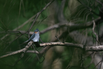 A stunning, high resolution crested Treeswift perched in profile on a dark, textured tree branch. The background is a beautifully soft, luminous wash of pale green.