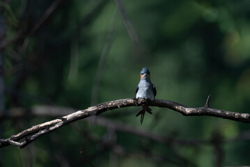 A stunning, high resolution crested Treeswift perched in profile on a dark, textured tree branch. The background is a beautifully soft, luminous wash of pale green.