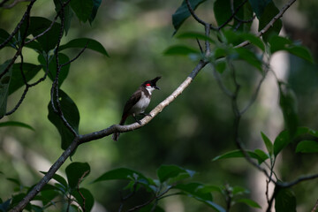 A detailed red whiskered bulbul perched on a bare, sun dappled tree branch, against a vibrant, soft focus background of lush green leaves.