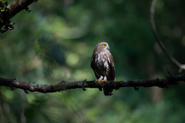 A striking, detailed of a Brown Hawk owl, Brown boobook perched on a dark, mossy branch, set against a beautifully soft, blurred background of lush green tropical foliage.