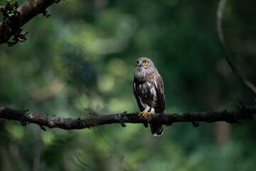 A striking, detailed of a Brown Hawk owl, Brown boobook perched on a dark, mossy branch, set against a beautifully soft, blurred background of lush green tropical foliage.