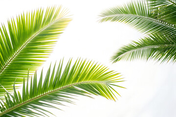 Obraz premium Close-up of bright green palm fronds against a clean white background, showcasing tropical nature