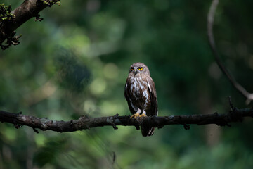 A striking, detailed of a Brown Hawk owl, Brown boobook perched on a dark, mossy branch, set against a beautifully soft, blurred background of lush green tropical foliage.