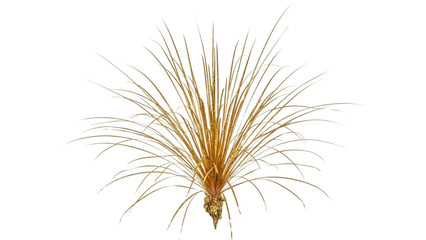 Obraz premium Golden firework burst against black background explosion