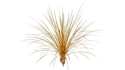 Golden firework burst against black background explosion