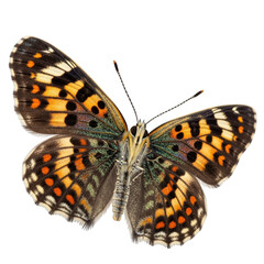 Orange and black butterfly with intricate wing patterns