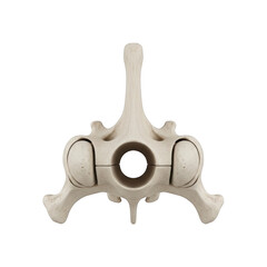 Single beige bone vertebra with black background anatomy