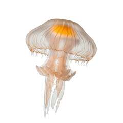 Translucent jellyfish with orange glow on black background