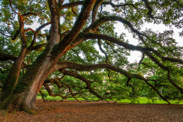 Majestic old Oak tree in a plantation, Louisiana