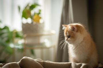 A cute and tiny Golden British Shorthair Kitten sits on the edge of a sofa and looks away in a sunny day in the living room of a house in Edinburgh, Scotland, UK