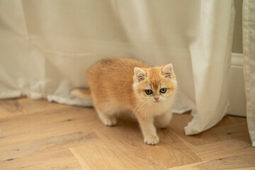 A Golden British Shorthair Kitten looks at the camera as she playfully walks on a hardwood floor next to white curtains in the living room of a house in Edinburgh, Scotland, UK