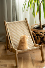 A tiny Golden British Shorthair Kitten sits on a small chair with her back against the camera near a plant pot on a hardwood floor in the living room of a house in Edinburgh, Scotland, UK