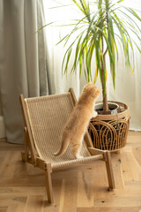 A tiny Golden British Shorthair Kitten stands on a small chair and leans on a plant pot on a hardwood floor in the living room of a house in Edinburgh, Scotland, UK