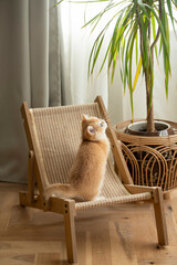 An adorable Golden British Shorthair Kitten stands on a small chair and looks up next to a plant pot on a hardwood floor in the living room of a house in Edinburgh, Scotland, UK