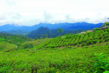 Naklejka premium Lush Green Tea Plantation Field in Sunlight