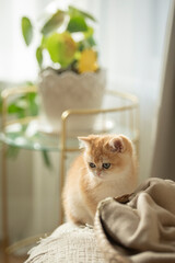 A tiny Golden British Shorthair Kitten sits on a a couch  in a sunny day in the living room of a house in Edinburgh, Scotland, UK, with a plant on the background.