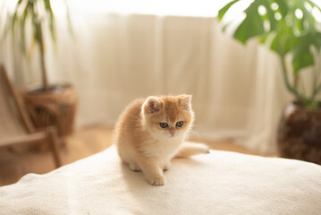 A fluffy Golden British Shorthair Kitten sits on a couch  in a sunny day in the living room of a house in Edinburgh, Scotland, UK, with a plant on the background