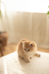 A tiny Golden British Shorthair Kitten sitting on a couch  in a sunny day in the living room of a house in Edinburgh, Scotland, UK, with a plant on the background