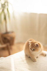 An adorable Golden British Shorthair Kitten sitting on a couch  in a sunny day in the living room of a house in Edinburgh, Scotland, UK, with a plant on the background