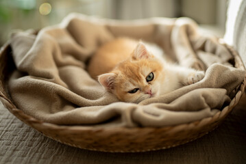 An adorable Golden British Shorthair Kitten looks at the camera with loving eyes as she relaxes  on her cozy cat bed meowing at the camera partially bathed by the sunlight on a couch