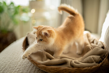 An adorable Golden British Shorthair Kitten steps out of her cozy cat bed partially bathed by the sunlight on a couch in the living room of a house in Edinburgh, Scotland, UK