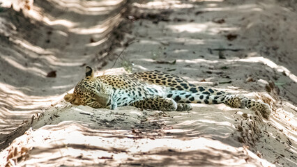 The Sri Lankan leopard - Panthera pardus kotiya at wild