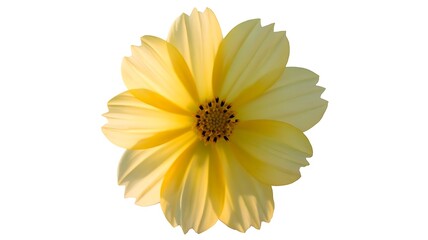 Obraz premium Yellow gerber daisy isolated on white background