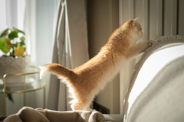 A playful Golden British Shorthair Kitten climbs on a couch in the living room of a house in Edinburgh, Scotland, UK, as the sunlight comes in from a bay window