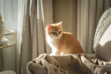 A cute and tiny Golden British Shorthair Kitten sits on the edge of a sofa in a sunny day in the living room of a house in Edinburgh, Scotland, UK