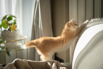 A playful Golden British Shorthair Kitten scratches and tries to climb on a couch in the living room of a house in Edinburgh, Scotland, UK