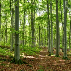 Sunlight filters through a dense forest of tall trees