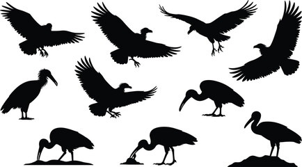 Bird silhouette vector illustration, vulture stork poses, flying landing walking birds, cad drawing flat vector illustration, wildlife icon design