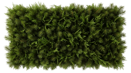 Lush green foliage texture dense plant wall natural pattern isolated on transparent background