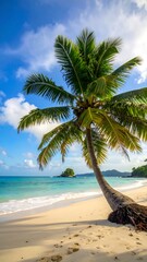 Tropical beach with a palm tree