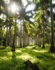 Sunlight filters through a palm grove