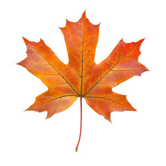 Autumn maple leaf isolated on white and transparent background