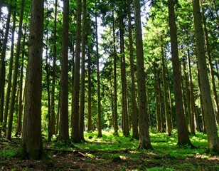 Sunlight filters through dense evergreen forest